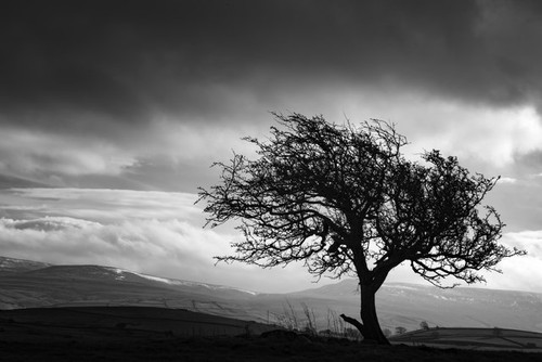 Photo 12x8 the tree - 12x8,
